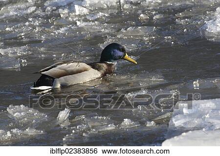 "Mallard Duck (Anas platyrhynchos), adult male, on icy River Nith, Dumfries and Galloway, Scotland, United Kingdom, Europe" View Large Photo Image Stock Photograph - "Mallard Duck (Anas platyrhynchos), adult male, on icy River Nith, Dumfries and Galloway, Scotland, United Kingdom, Europe". Fotosearch