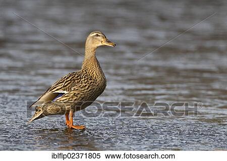 "Mallard Duck (Anas platyrhynchos), adult female, standing on ice of frozen lake, Duns Castle, Duns, Berwickshire, Scottish Borders, Scotland, United Kingdom, Europe" View Large Photo Image Stock Photography - "Mallard Duck (Anas platyrhynchos), adult female, standing on ice of frozen lake, Duns Castle, Duns, Berwickshire, Scottish Borders, Scotland, United Kingdom, Europe". Fotosearch