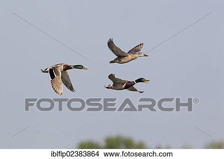 "Mallard Ducks (Anas platyrhynchos), two adult males and one adult female, in flight, Minsmere RSPB Reserve, Suffolk, England, United Kingdom, Europe" View Large Photo Image Picture - "Mallard Ducks (Anas platyrhynchos), two adult males and one adult female, in flight, Minsmere RSPB Reserve, Suffolk, England, United Kingdom, Europe". Fotosearch