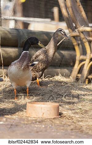 "Mallard-species (Anas platyrhynchos), Hesse, Germany, Europe" View Large Photo Image Picture - "Mallard-species (Anas platyrhynchos), Hesse, Germany, Europe". Fotosearch