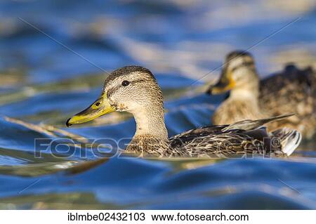 "Mallards (Anas platyrhynchos) on water, Weissensee, Carinthia, Austria, Europe" View Large Photo Image Stock Image - "Mallards (Anas platyrhynchos) on water, Weissensee, Carinthia, Austria, Europe". Fotosearch