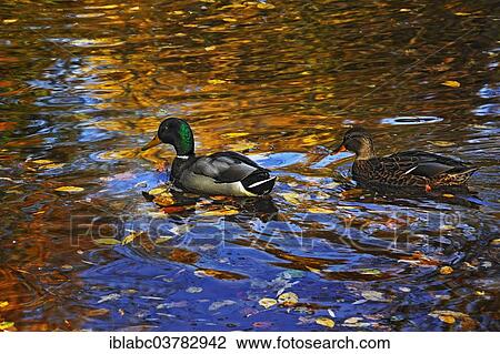 "Mallards (Anas platyrhynchos), Bavaria, Germany, Europe" View Large Photo Image Stock Image - "Mallards (Anas platyrhynchos), Bavaria, Germany, Europe". Fotosearch