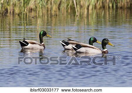 "Mallards (Anas platyrhynchos), Fehmarn, Wallnau, Schleswig-Holstein, Germany, Europe" View Large Photo Image Stock Photo - "Mallards (Anas platyrhynchos), Fehmarn, Wallnau, Schleswig-Holstein, Germany, Europe". Fotosearch