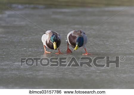 "Mallards (Anas platyrhynchos), two drakes on the ice, Melsungen, Hesse, Germany, Europe" View Large Photo Image Stock Photograph - "Mallards (Anas platyrhynchos), two drakes on the ice, Melsungen, Hesse, Germany, Europe". Fotosearch