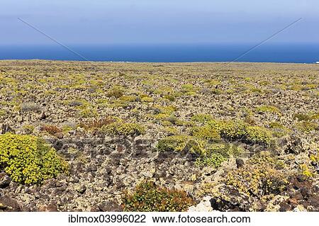 Stock Image - "Malpais de la Corona, ropy lava, lava field from the Corona volcano covered with moss and lichen, Arrieta, Caleta de Sebo, La Graciosa, Canary Islands, Spain, Europe". Fotosearch