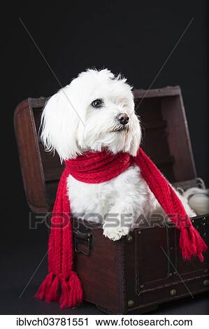 Stock Image - Maltese dog with red scarf in a small treasure chest. Fotosearch