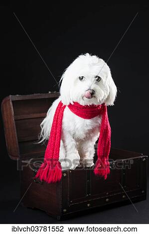 Maltese dog with red scarf in a small treasure chest View Large Photo Image Stock Image - Maltese dog with red scarf in a small treasure chest. Fotosearch