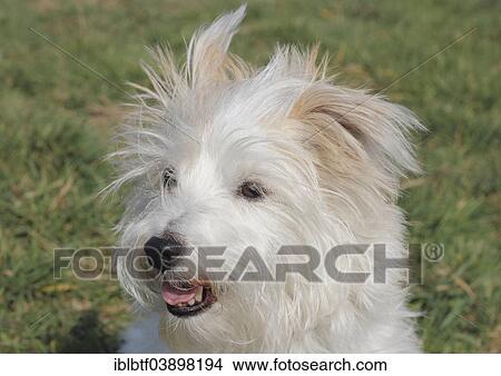 "Maltese Jack Russell crossbreed dog, portrait" View Large Photo Image Picture - "Maltese Jack Russell crossbreed dog, portrait". Fotosearch