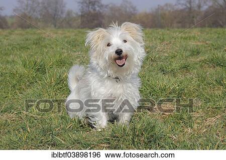 Maltese Jack Russell crossbreed dog sitting on a meadow View Large Photo Image Stock Photograph - Maltese Jack Russell crossbreed dog sitting on a meadow. Fotosearch