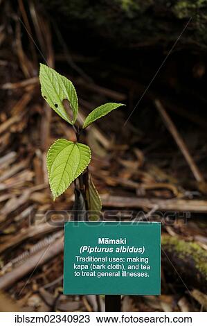 "Mamaki (Pipturus albidus), sign with plant name, Volcano Village, Big Island, Hawaii, USA" View Large Photo Image Stock Image - "Mamaki (Pipturus albidus), sign with plant name, Volcano Village, Big Island, Hawaii, USA". Fotosearch