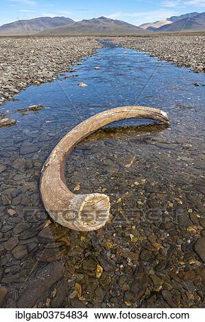Picture - "Mammoth tusk in a riverbed, Doubtful River, near Doubtful Village, Wrangel Island, Far Eastern Federal District, Russia, Europe". Fotosearch