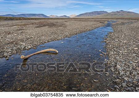 "Mammoth tusk in a riverbed, Doubtful River, near Doubtful Village, Wrangel Island, Far Eastern Federal District, Russia, Europe" View Large Photo Image Stock Photography - "Mammoth tusk in a riverbed, Doubtful River, near Doubtful Village, Wrangel Island, Far Eastern Federal District, Russia, Europe". Fotosearch