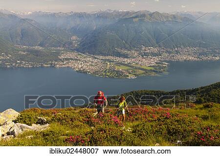 "Man and a woman hiking amidst blooming rhododendron on Monte Covreto, overlooking lake Lago Maggiore towards the Maggia delta, Ascona and Locarno, Ticino, Switzerland, Europe" View Large Photo Image Stock Photo - "Man and a woman hiking amidst blooming rhododendron on Monte Covreto, overlooking lake Lago Maggiore towards the Maggia delta, Ascona and Locarno, Ticino, Switzerland, Europe". Fotosearch