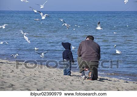 "Man and child feeding seagulls on the beach of Baabe, Ruegen Island, Baltic Coast, Mecklenburg-Western Pomerania, Germany, Europe" View Large Photo Image Stock Photo - "Man and child feeding seagulls on the beach of Baabe, Ruegen Island, Baltic Coast, Mecklenburg-Western Pomerania, Germany, Europe". Fotosearch