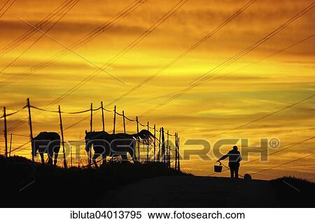 "Man and dog next to paddock, evening light, silhouette, Singscheider Hohe, Essen-Kupferdreh, North Rhine-Westphalia, Germany, Europe" View Large Photo Image Stock Photography - "Man and dog next to paddock, evening light, silhouette, Singscheider Hohe, Essen-Kupferdreh, North Rhine-Westphalia, Germany, Europe". Fotosearch