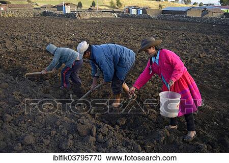 "Man and two children, 9 and 12 years, sowing in the field, Puncupata, Quispillaccta, Ayacucho, Peru, South America" View Large Photo Image Stock Image - "Man and two children, 9 and 12 years, sowing in the field, Puncupata, Quispillaccta, Ayacucho, Peru, South America". Fotosearch