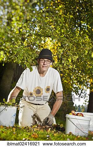 Man at the apple harvest View Large Photo Image Stock Image - Man at the apple harvest. Fotosearch