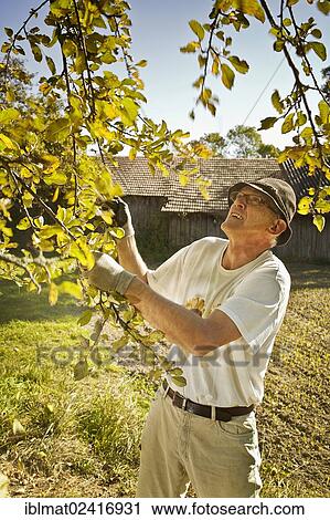 Man at the apple harvest View Large Photo Image Stock Image - Man at the apple harvest. Fotosearch