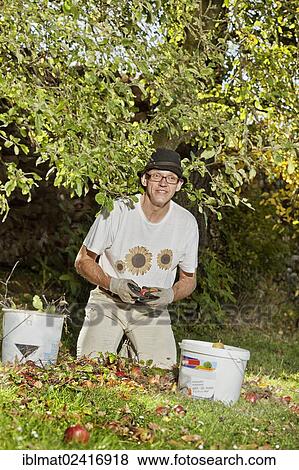 Man at the apple harvest View Large Photo Image Stock Photo - Man at the apple harvest. Fotosearch