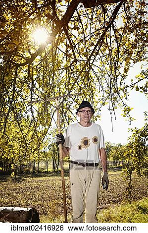 Man at the apple harvest View Large Photo Image Stock Photograph - Man at the apple harvest. Fotosearch