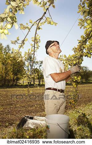 Stock Photography - Man at the apple harvest. Fotosearch