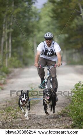 Picture - "Man bikejoring or bikejoring, two Alaskan Huskies pulling a mountain bike, Yukon Territory, Canada, North America". Fotosearch