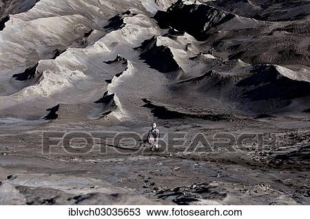 Stock Image - "Man bringing a sacrificial offering to Mount Bromo volcano, Bromo Tengger Semeru National Park, Eastern Java, Java, Indonesia, Asia". Fotosearch