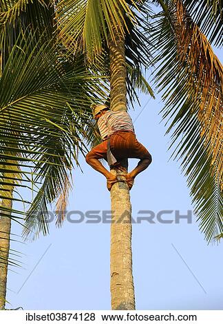 Stock Photo - "Man climbing a coconut tree, Kerala, South India, India, Asia". Fotosearch