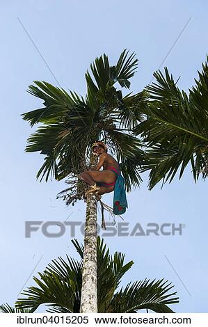 "Man climbing up a palm tree, Yap Island, Caroline Islands, Micronesia, Oceania" View Large Photo Image Stock Photography - "Man climbing up a palm tree, Yap Island, Caroline Islands, Micronesia, Oceania". Fotosearch