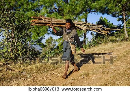 "Man collecting firewood, near Kalaw, Shan State, Myanmar, Asia" View Large Photo Image Stock Image - "Man collecting firewood, near Kalaw, Shan State, Myanmar, Asia". Fotosearch
