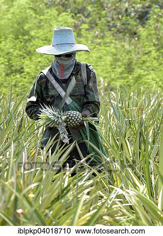 "Man cutting a pineapple on a plantation, Hua Hin, Thailand, Asia" View Large Photo Image Stock Image - "Man cutting a pineapple on a plantation, Hua Hin, Thailand, Asia". Fotosearch