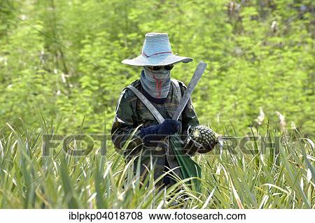 Stock Photo - "Man cutting a pineapple on a plantation, Hua Hin, Thailand, Asia". Fotosearch