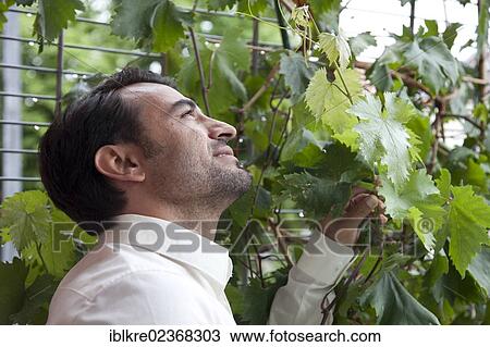 Man examining a grapevine View Large Photo Image Stock Image - Man examining a grapevine. Fotosearch