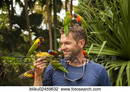 Stock Image - "Man feeding Rainbow lorikeets (Trichoglossus haematodus) with a mango, Basse Terre, Guadeloupe, France, North America". Fotosearch