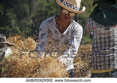 "Man from the Shan or Thai Yai ethnic minority threshing rice, field work, rice paddy, Soppong or Pang Mapha area, Northern Thailand, Thailand, Asia" View Large Photo Image Stock Image - "Man from the Shan or Thai Yai ethnic minority threshing rice, field work, rice paddy, Soppong or Pang Mapha area, Northern Thailand, Thailand, Asia". Fotosearch