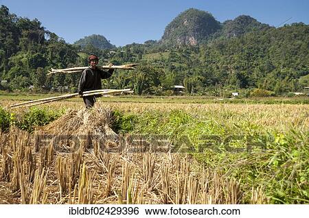 "Man from the Shan or Thai Yai ethnic minority carrying bamboo, field work, harvested rice paddy, Soppong or Pang Mapha area, Northern Thailand, Thailand, Asia" View Large Photo Image Stock Photograph - "Man from the Shan or Thai Yai ethnic minority carrying bamboo, field work, harvested rice paddy, Soppong or Pang Mapha area, Northern Thailand, Thailand, Asia". Fotosearch
