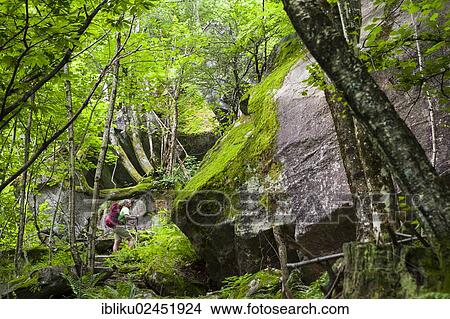 "Man hiking in the primeval forest of the Bavona Valley, Valle Maggia, Ticino, Switzerland, Europe" View Large Photo Image Picture - "Man hiking in the primeval forest of the Bavona Valley, Valle Maggia, Ticino, Switzerland, Europe". Fotosearch