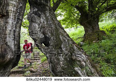 "Man hiking in the woods on the Mulattiera Parcheggio, Valle Maggia, Ticino, Switzerland, Europe" View Large Photo Image Stock Photo - "Man hiking in the woods on the Mulattiera Parcheggio, Valle Maggia, Ticino, Switzerland, Europe". Fotosearch