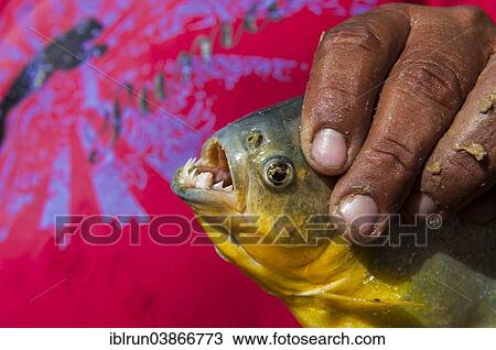 "Man holding a piranha, Pantanal, Mato Grosso do Sul, Brazil, South America" View Large Photo Image Stock Image - "Man holding a piranha, Pantanal, Mato Grosso do Sul, Brazil, South America". Fotosearch