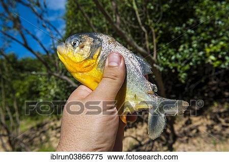 "Man holding a piranha, Pantanal, Mato Grosso do Sul, Brazil, South America" View Large Photo Image Stock Photography - "Man holding a piranha, Pantanal, Mato Grosso do Sul, Brazil, South America". Fotosearch