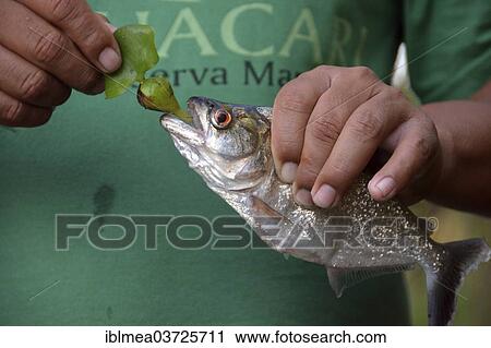 Stock Image - "Man holding a Piranha (Pygocentrus spec. ) in one hand, Mamiraua National Park, Manaus, Amazonas, Brazil, South America". Fotosearch