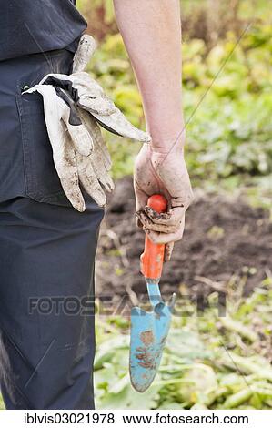 "Man in his garden cultivating the land and preparing the ground for a new season, Sweden, Europe" View Large Photo Image Stock Photo - "Man in his garden cultivating the land and preparing the ground for a new season, Sweden, Europe". Fotosearch