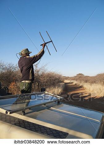 "Man is radio tracking a leopard at the Okonjima Lodge, Namibia, Africa" View Large Photo Image Stock Image - "Man is radio tracking a leopard at the Okonjima Lodge, Namibia, Africa". Fotosearch