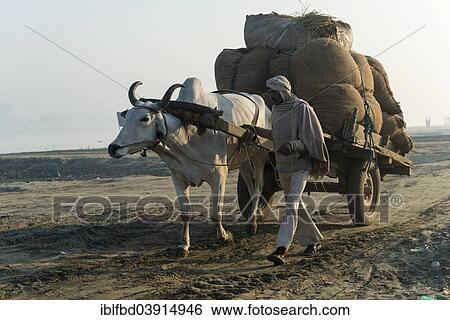 Stock Photograph - "Man leading a bullock cart across a field in the morning, Vrindavan, Uttar Pradesh, India, Asia". Fotosearch