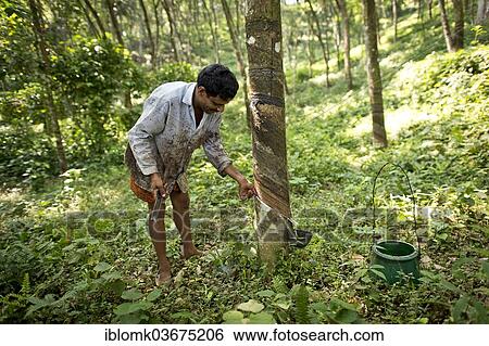 "Man making an incision on a Rubber Tree (Hevea brasiliensis), on a natural rubber plantation, Peermade, Kerala, India, Asia" View Large Photo Image Stock Photograph - "Man making an incision on a Rubber Tree (Hevea brasiliensis), on a natural rubber plantation, Peermade, Kerala, India, Asia". Fotosearch