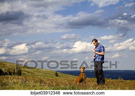 Stock Photograph - "Man making his dog """"sit"""", Podenco or Canary Islands Hound, male, Baden-Wurttemberg, Germany, Europe". Fotosearch