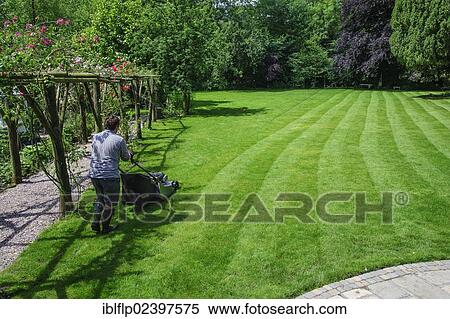 "Man mowing garden lawn with rotary lawnmower, Chipping, Lancashire, England, United Kingdom, Europe" View Large Photo Image Stock Photography - "Man mowing garden lawn with rotary lawnmower, Chipping, Lancashire, England, United Kingdom, Europe". Fotosearch