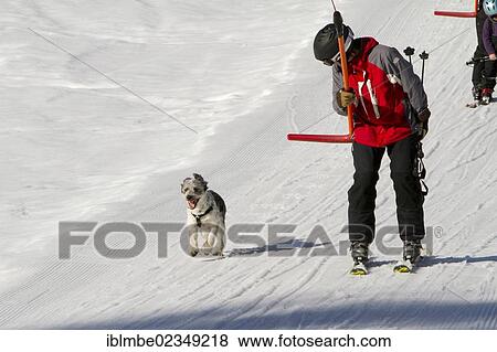 "Man on a button lift with his dog running next to him, Pillerseetal valley, St. Jakob i. H., Tyrol, Austria, Europe" View Large Photo Image Stock Photo - "Man on a button lift with his dog running next to him, Pillerseetal valley, St. Jakob i. H., Tyrol, Austria, Europe". Fotosearch