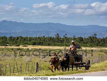 Stock Image - "Man on an ox cart, Palmarejo, Sancti Spiritus Province, Cuba, North America". Fotosearch