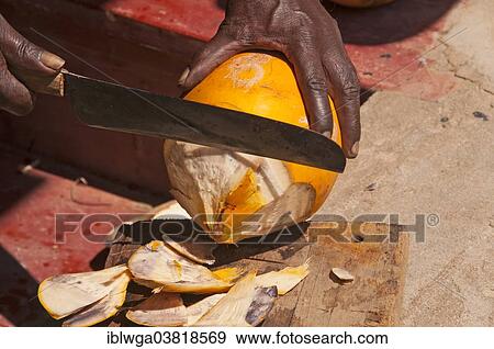 "Man opening a coconut, Ceylon, Sri Lanka, Asia" View Large Photo Image Stock Photo - "Man opening a coconut, Ceylon, Sri Lanka, Asia". Fotosearch